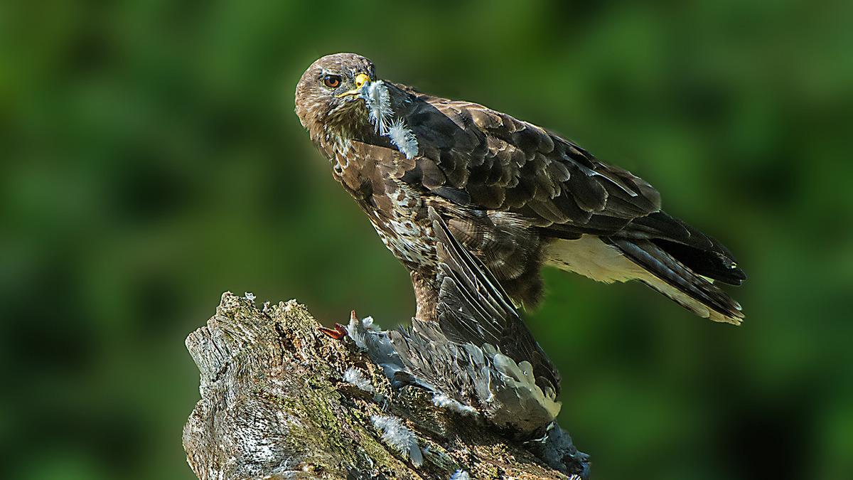 Buzzard with Wood Pigeon